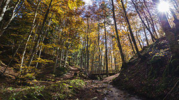 Boschi D Autunno Per Passeggiate Immersi Nei Colori Della Natura