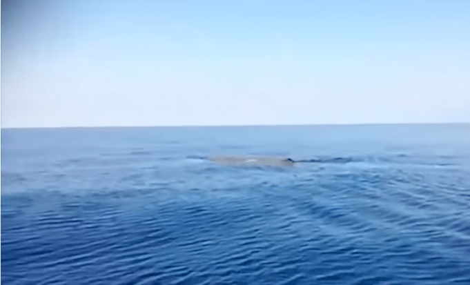 Calabria, balena in mare. Il pescatore: "E' grande il ...