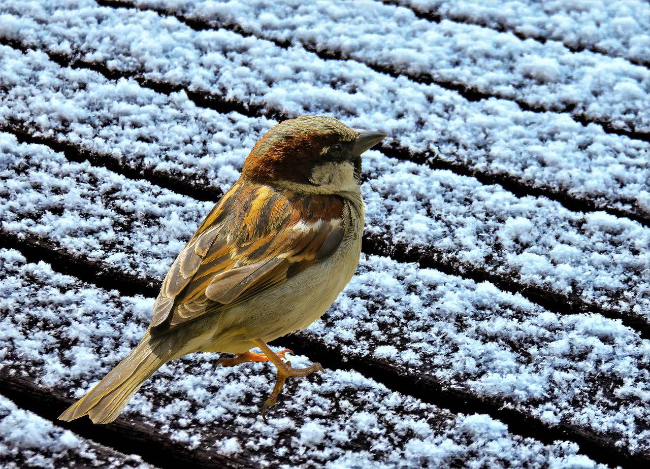 previsioni-meteo-12-13-dicembre-neve-bassa-quota (1)