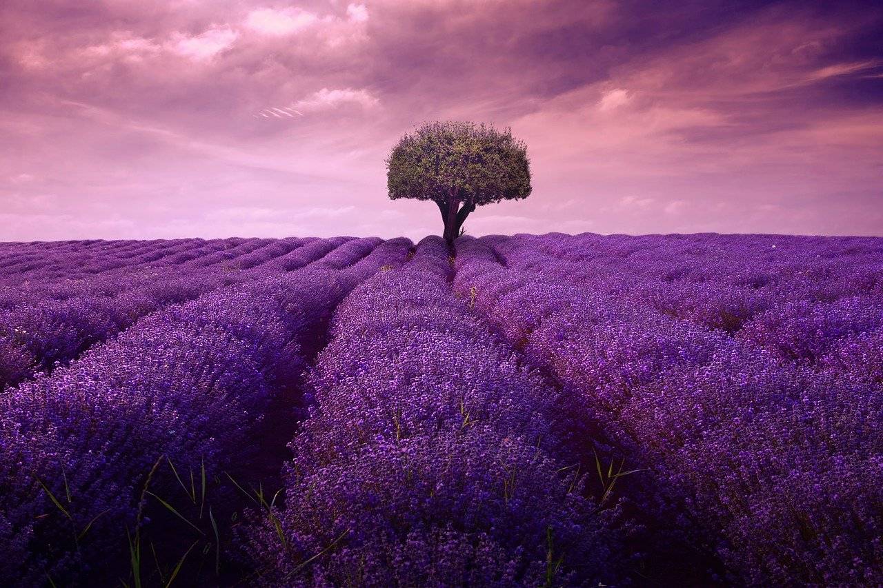 campi di lavanda in italia