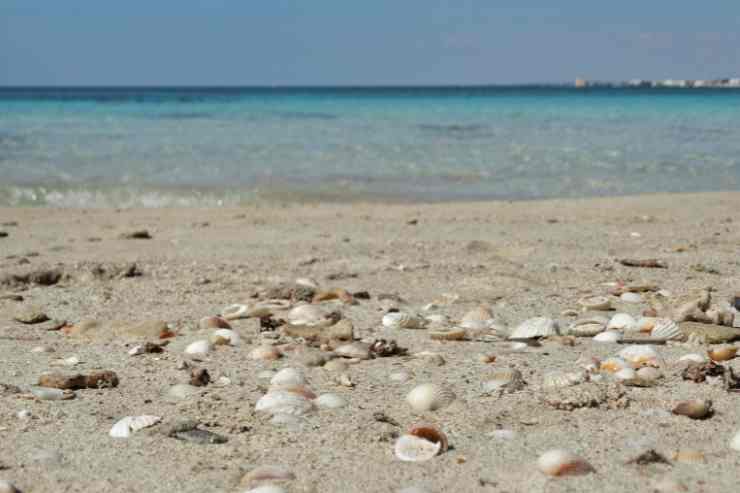 Conchiglie sulla spiaggia a Punta Prosciutto 