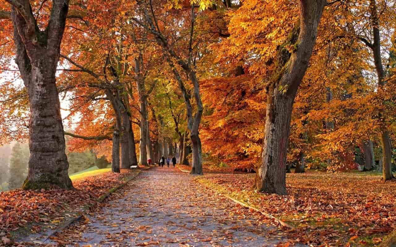 foliage in Campania