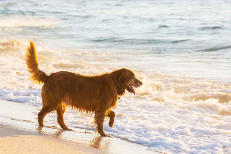 Cane in spiaggia in Toscana