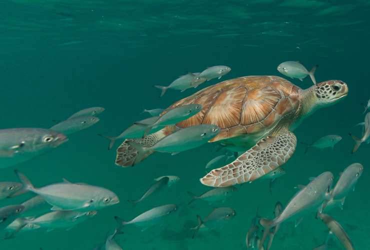 tartarughe marine oceano