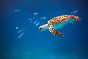 tartaruga nell'oceano di Barbados