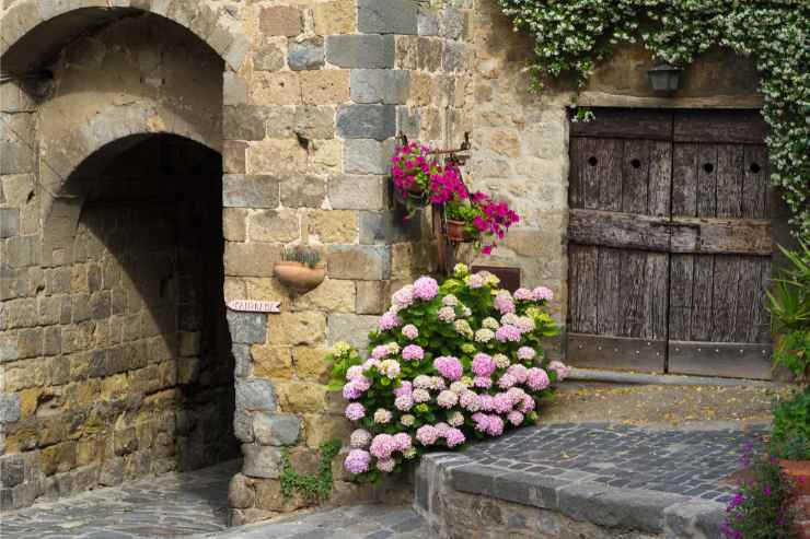 Ortensie in una via del pittoresco paese di Bolsena 