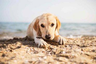 Spiagge per cani in Toscana, un cucciolo di labrador sulla sabbia