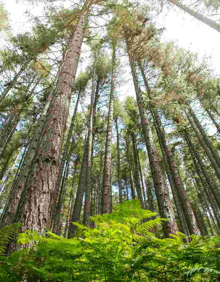 alberi secolari riserva naturale della sila in calabria