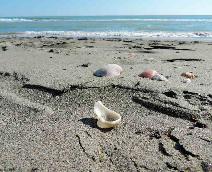 conchiglie e sassi sulla spiaggia