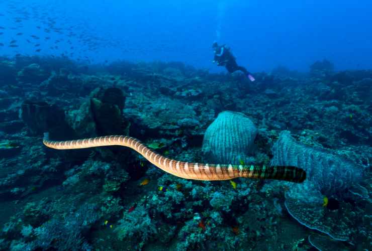 Serpente marino dalla fascia nera (Laticauda semifasciata)