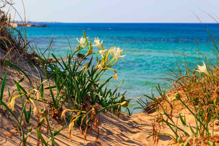 Dune di Torre Guaceto 