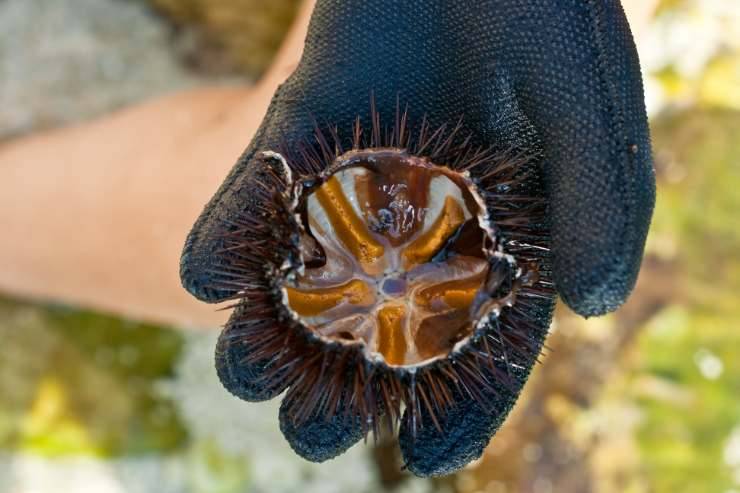 Pesca dei ricci di mare, mano con guanto che regge un riccio di mare 