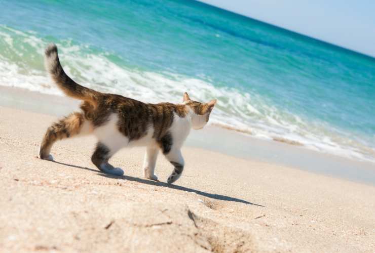 gatto su una spiaggia