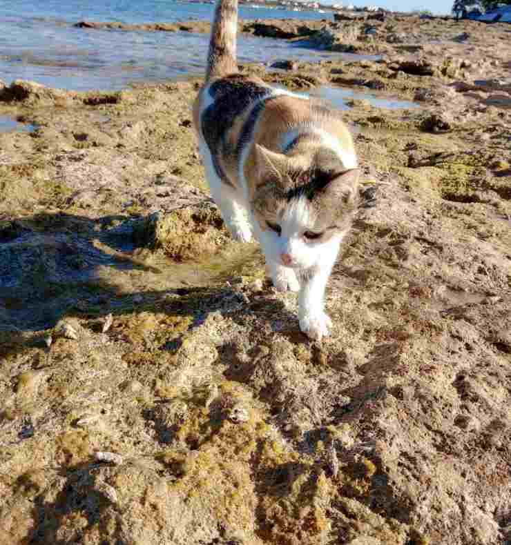 gatto oasi felina Su Pallosu Sardegna