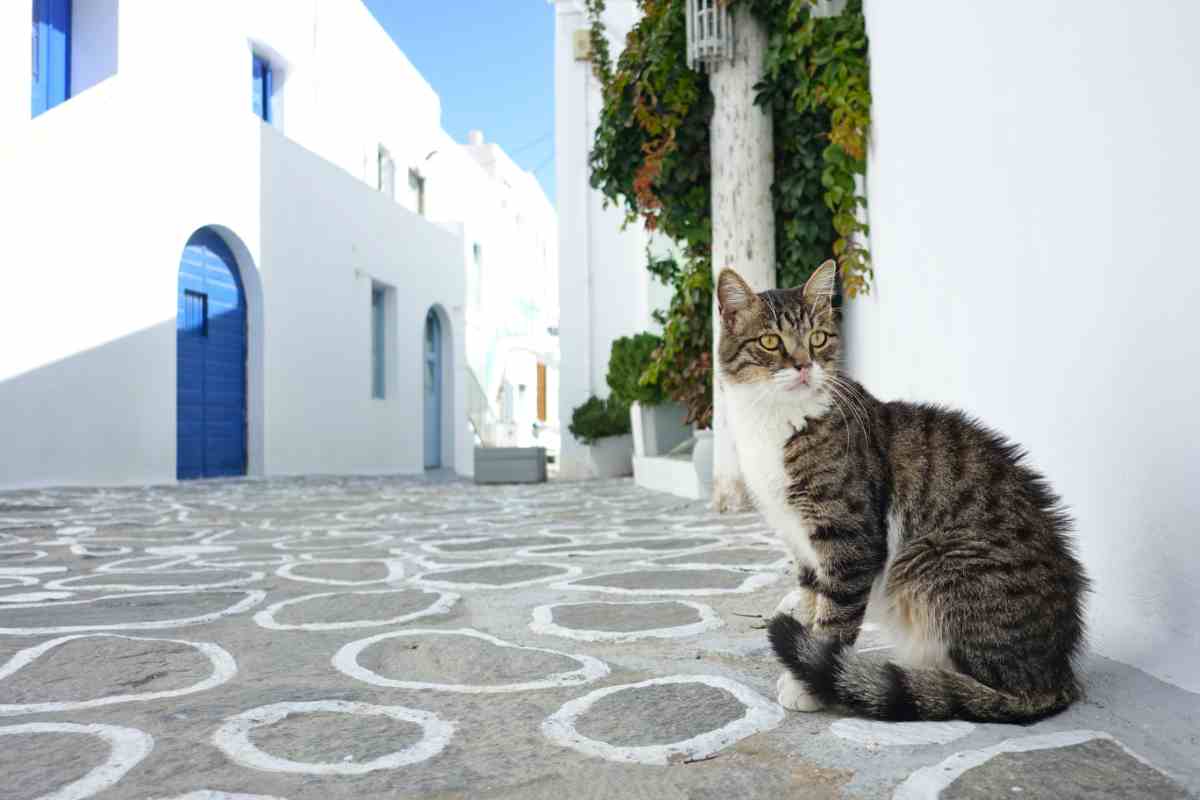 gatto in un villaggio in Grecia