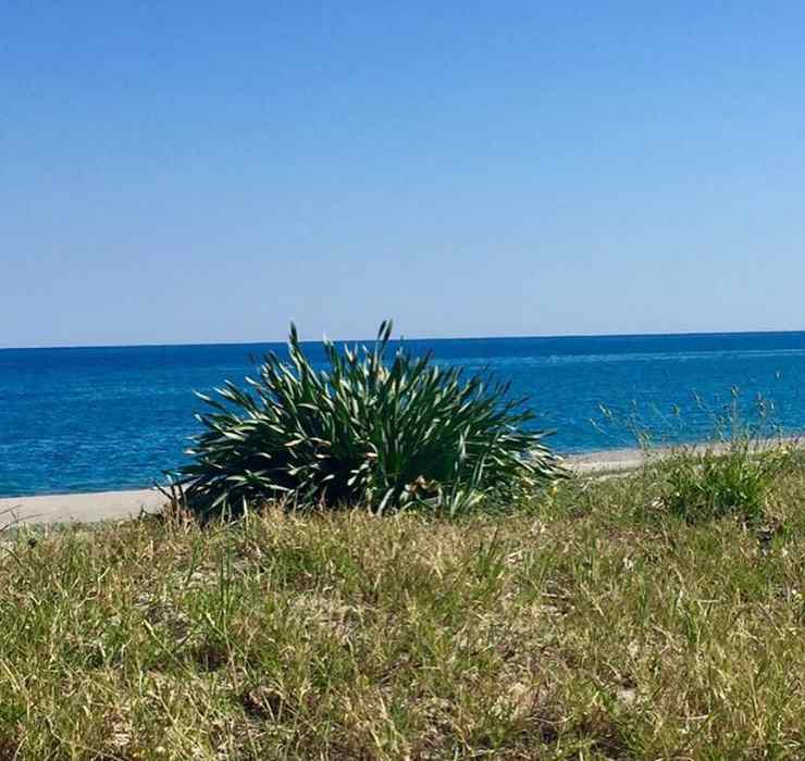 Gigli di mare in spiaggia a Locri