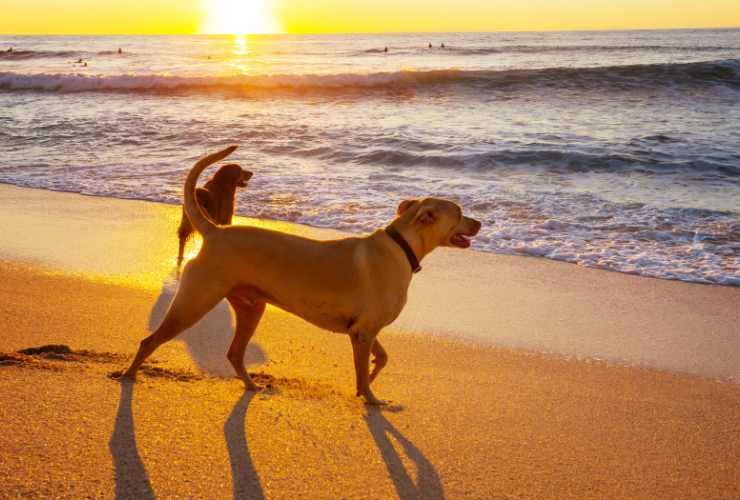 cani sulla spiaggia al tramonto