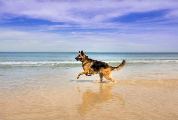 pastore tedesco che corre sulla spiaggia