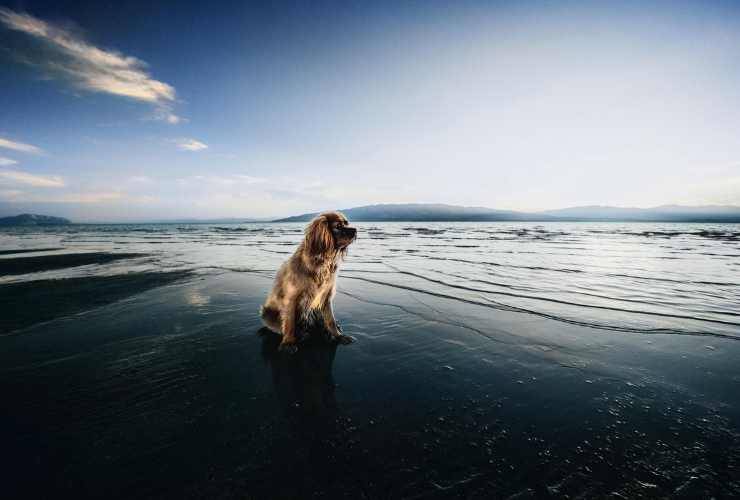 cane su una spiaggia