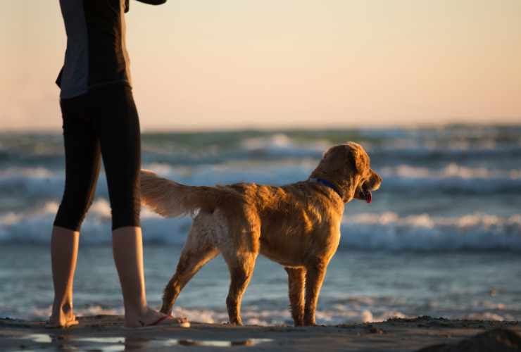 persona in piedi con cane accanto sulla spiaggia