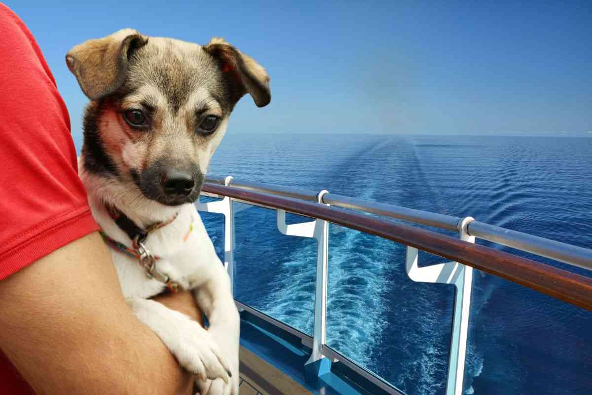 Portare il cane in crociera si può?