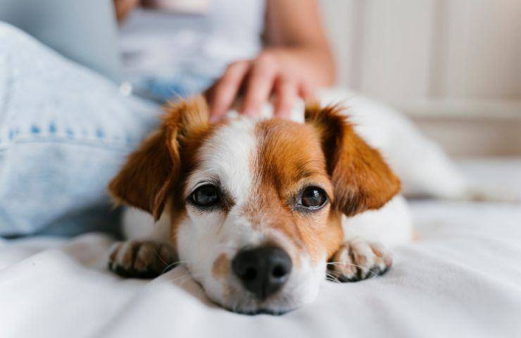 Divorzio cosa succede al cane