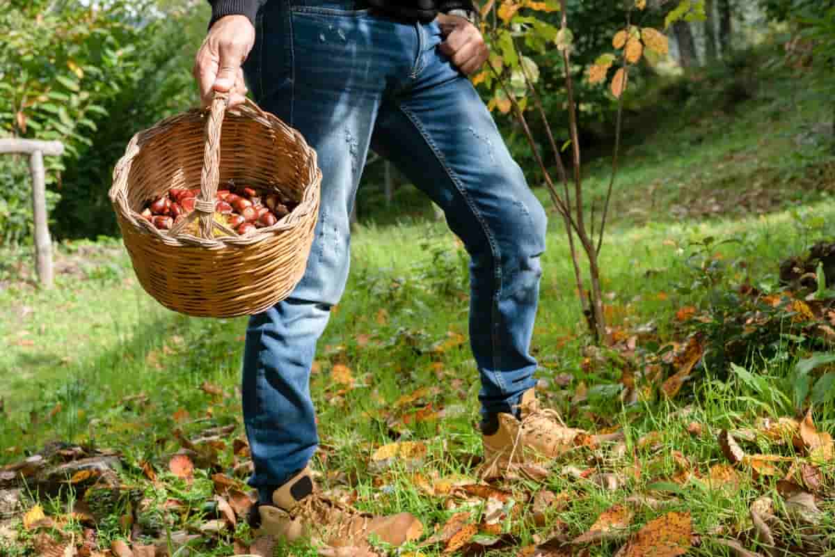 Raccogliere castagne