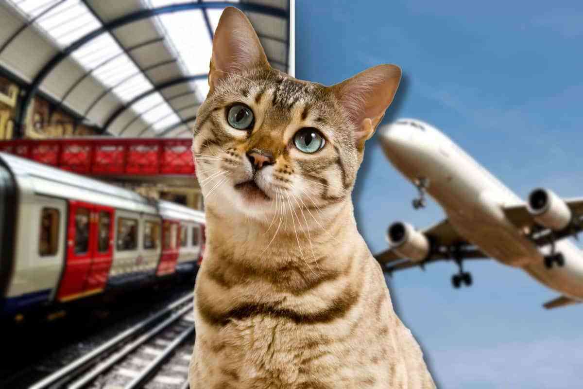 Viaggio gatto aereo treno