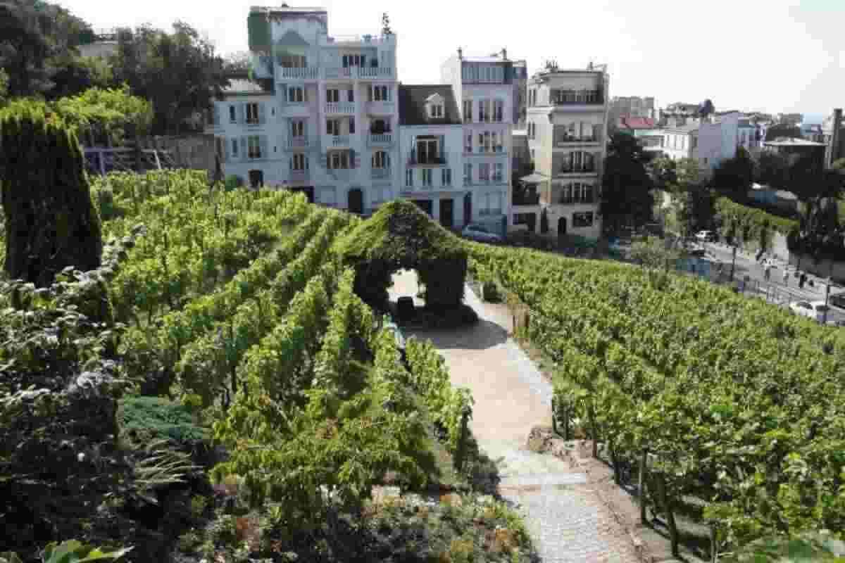 vigne urbane dove sono