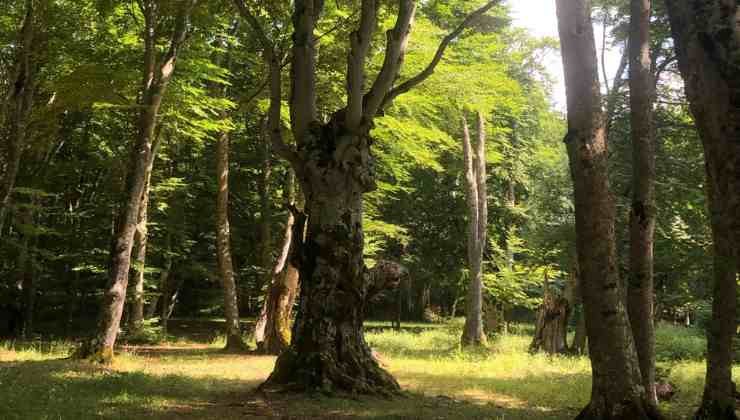 Itinerari ed escursioni: alla scoperta del bosco