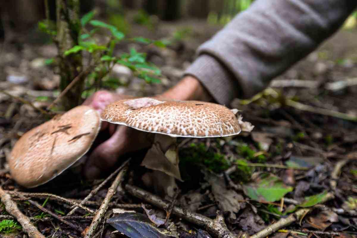 dove raccogliere i funghi