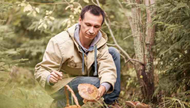 Come andare a caccia di funghi