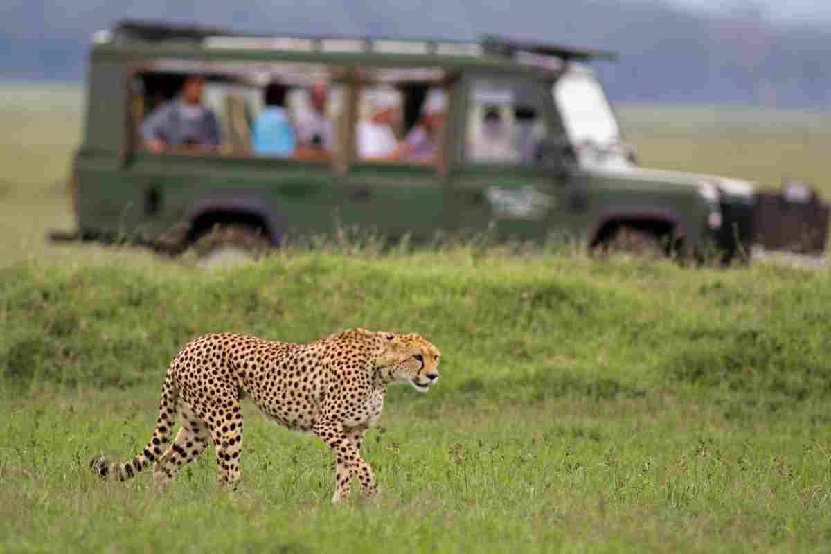 safari sudafrica attività 